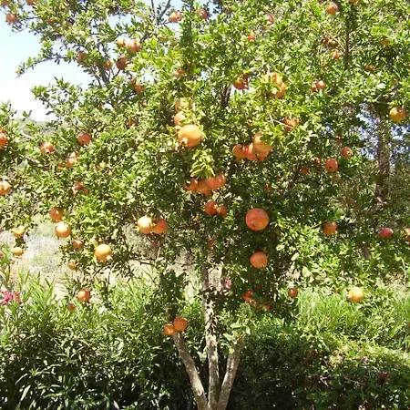 Razi * 레포카스트론