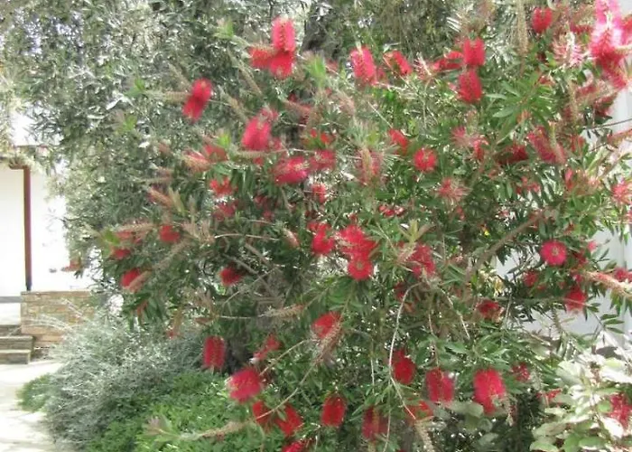 Летний дом Razi